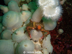 Decorator crab gone wild! by James Smith 